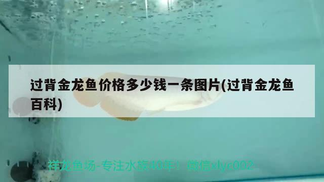 過背金龍魚價格多少錢一條圖片(過背金龍魚百科)