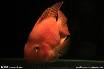1.2米的魚缸養多少條鸚鵡魚：1.2米的魚缸養多少條鸚鵡魚,