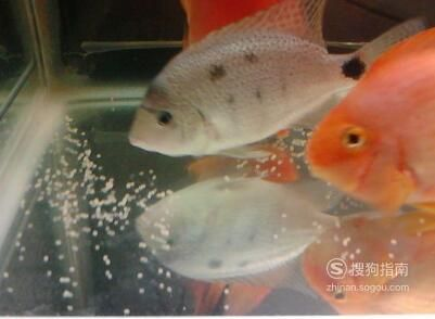 1.2米的魚缸養多少條鸚鵡魚：1.2米的魚缸養多少條鸚鵡魚,