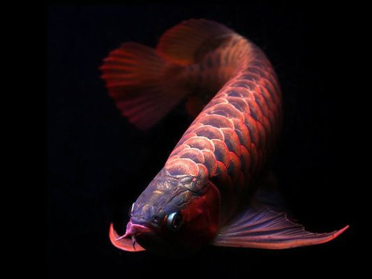 那給龍魚喂的小魚是什么vs祥龍魚場：祥龍魚場的龍魚價格