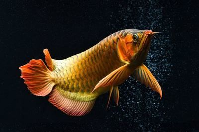 紅龍魚和金龍魚寓意什么：紅龍魚與金龍魚的價格對比
