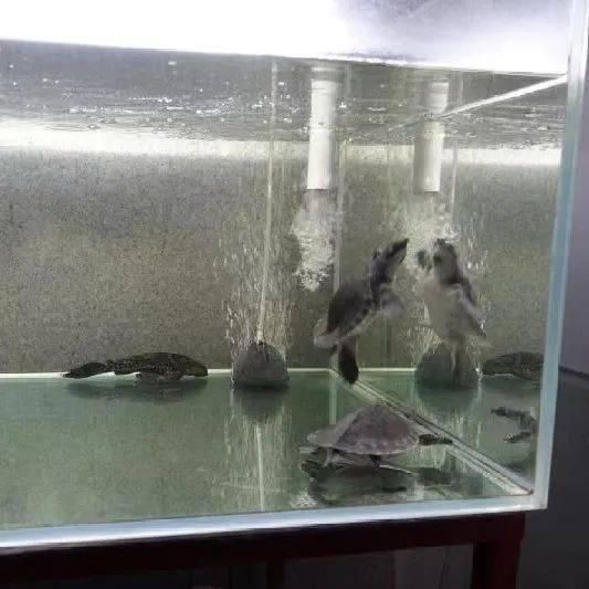 賣豬鼻龜被抓會怎么樣：賣豬鼻子龜被抓可能會面臨法律處罰和道德處罰和道德譴責
