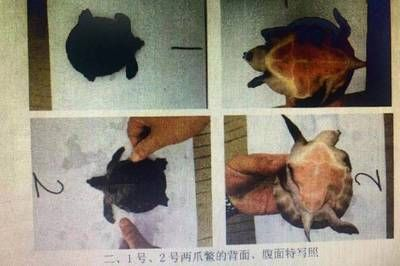賣豬鼻龜被抓會怎么樣：賣豬鼻子龜被抓可能會面臨法律處罰和道德處罰和道德譴責