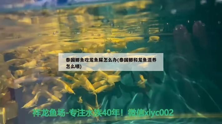 泰國鯽和龍魚混養怎么喂vs祥龍魚場：泰國鯽與龍魚混養注意事項