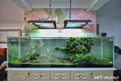 大型鋼化玻璃魚缸多少錢一臺：大型鋼化玻璃魚缸價格