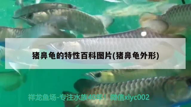 豬鼻龜的特性百科圖片(豬鼻龜外形)