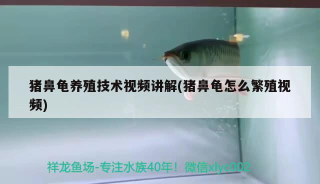 豬鼻龜養殖技術視頻講解(豬鼻龜怎么繁殖視頻)