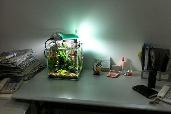 大魚缸漏水怎么修補好呢：如何修補魚缸漏水？