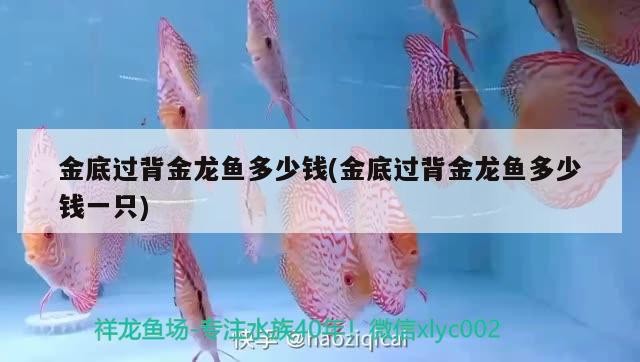 巨骨舌魚有哪些天敵，巨骨舌魚的天敵