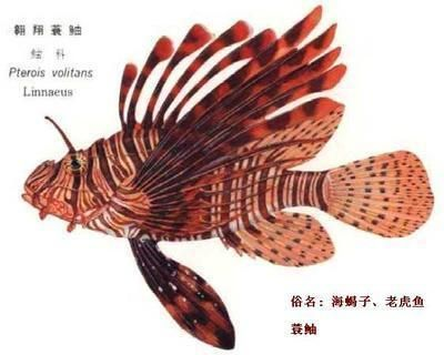 怎么畫老虎魚：如何畫老虎魚，畫老虎魚的基本步驟，