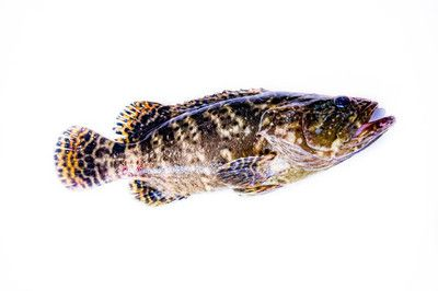 怎么畫老虎魚：如何畫老虎魚，畫老虎魚的基本步驟，