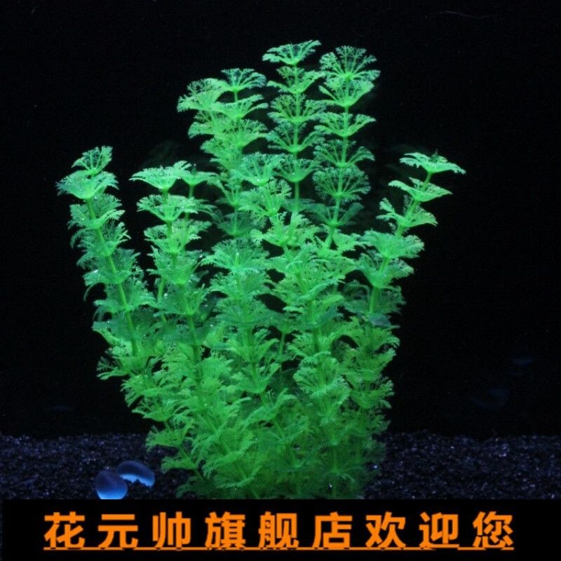 大魚缸水草哪種好養(yǎng)一點(diǎn)的：大魚缸中的水草適合養(yǎng)護(hù)的水草，適合大魚缸中的水草