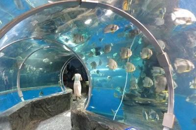 北海水族館vs祥龍魚場（中國廣西壯族自治區北海市北海市北海市北海市北海水族館）