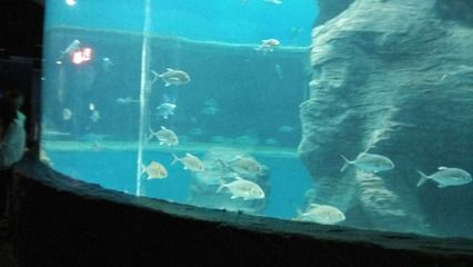 北海水族館vs祥龍魚場（中國廣西壯族自治區北海市北海市北海市北海市北海水族館）