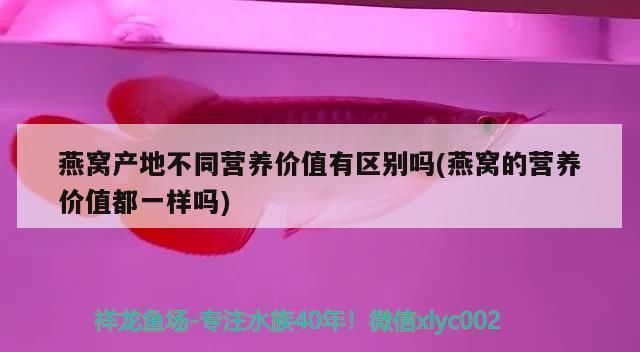 龍魚有白點vs祥龍魚場：祥龍魚場的龍魚品種介紹
