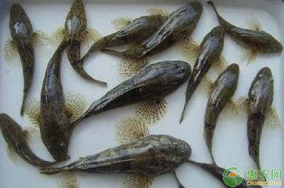 虎魚長什么樣子圖片：虎魚是一種體色鮮艷、外形獨特、色彩鮮艷、外形獨特的海洋魚類