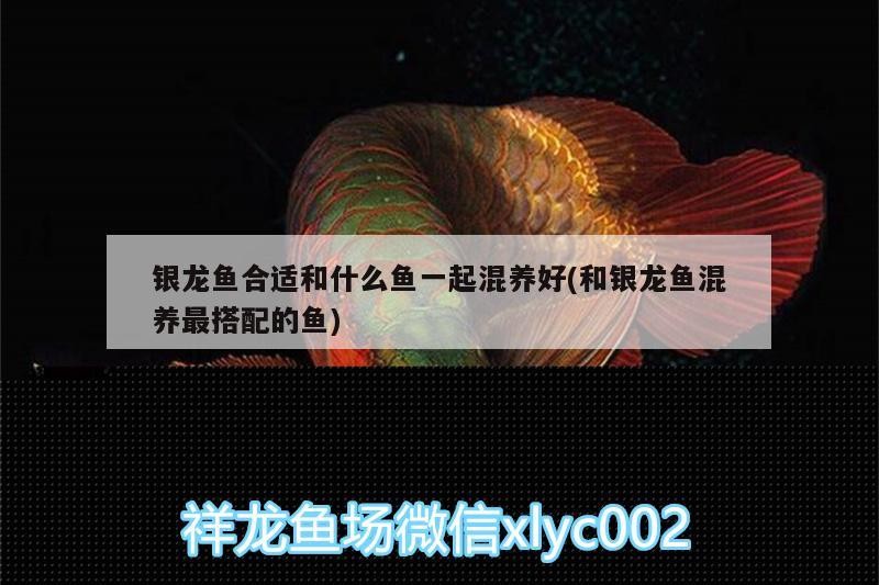 銀龍魚合適和什么魚一起混養好(和銀龍魚混養最搭配的魚)