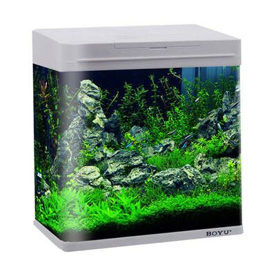 博宇的魚缸怎么樣：博宇品牌的魚缸在市場上有著一定的知名度和良好的口碑