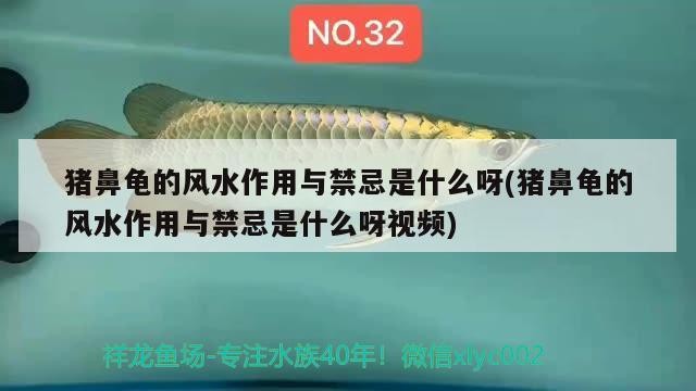 豬鼻龜的風水作用與禁忌是什么呀(豬鼻龜的風水作用與禁忌是什么呀視頻)