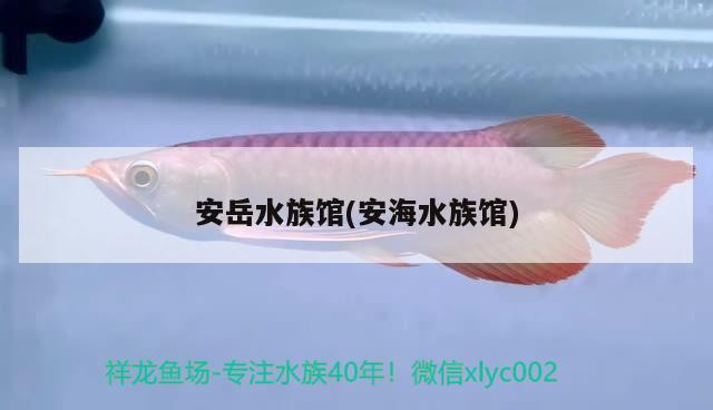 魚缸過濾器選購指南:自制魚缸過濾器魚缸上置過濾器對于養魚愛好者的必備知識 安岳水族館(安海水族館) 魟魚百科 安岳水族館(安海水族館) 安岳水族館(安海水族館) 魟魚百科