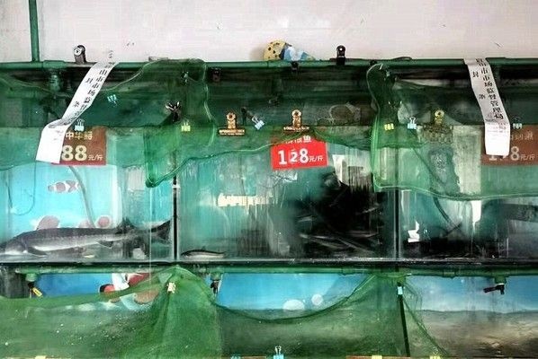 峨眉哪里有賣魚缸的店：峨眉山一些賣魚缸的店鋪推薦