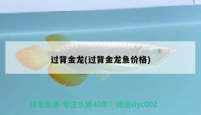 過背金龍(過背金龍魚價格)