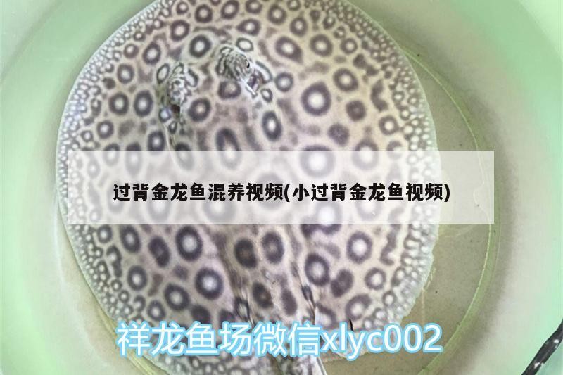 過背金龍魚混養(yǎng)視頻(小過背金龍魚視頻)