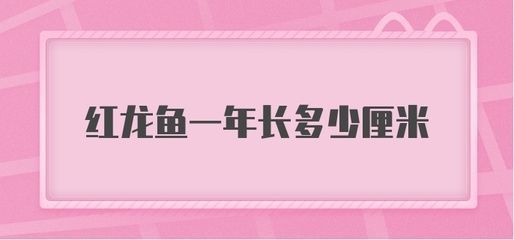 紅龍魚一年可以長多大的魚：紅龍魚一年可以長多大受多種因素影響紅龍魚一年的成長