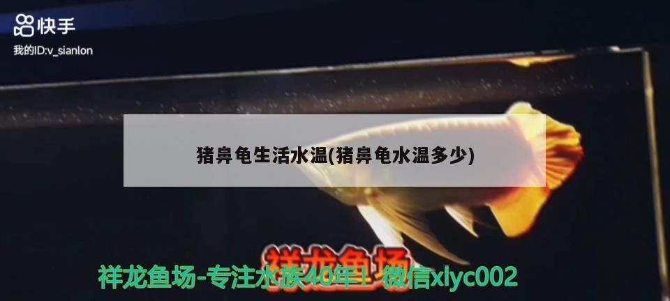 給大魚缸換水的作文:體驗給大魚缸換水的樂趣:體驗給大魚缸換水:給大魚缸換水的作文 豬鼻龜生活水溫(豬鼻龜水溫多少) 豬鼻龜百科 豬鼻龜生活水溫(豬鼻龜水溫多少) 豬鼻龜生活水溫(豬鼻龜水溫多少) 豬鼻龜百科