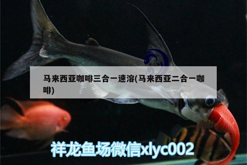 馬來西亞咖啡三合一速溶(馬來西亞二合一咖啡)