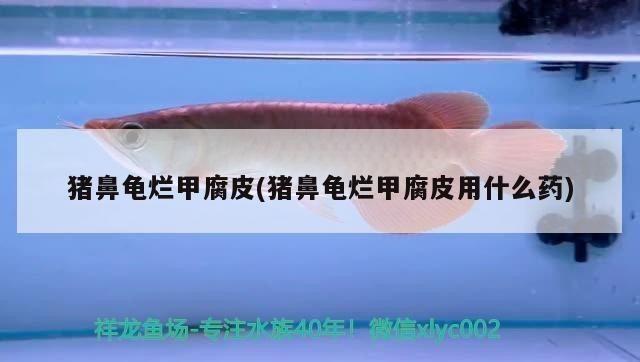 豬鼻龜皮膚潰爛：豬鼻龜爛甲腐皮怎么辦