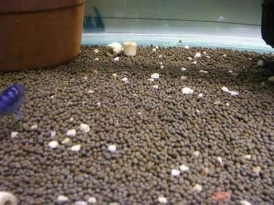 擦魚(yú)缸時(shí)用撈出魚(yú)嗎：如何給魚(yú)缸消毒