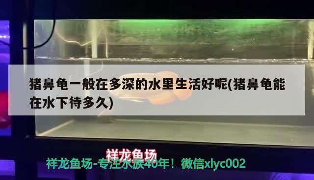 魚缸用增氧泵價格是多少:魚缸增氧機-xtrac增氧機-xtrac增氧機 豬鼻龜一般在多深的水里生活好呢(豬鼻龜能在水下待多久) 豬鼻龜百科 豬鼻龜一般在多深的水里生活好呢(豬鼻龜能在水下待多久) 豬鼻龜一般在多深的水里生活好呢(豬鼻龜能在水下待多久) 豬鼻龜百科