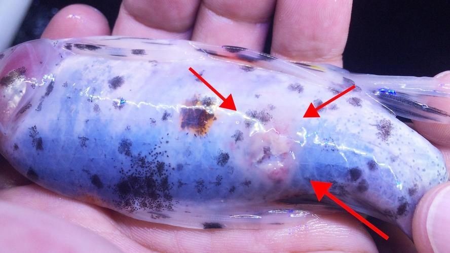 魟魚皮膚潰爛：魟魚皮膚潰爛可能是由于多種原因引起的，[需手動填充]魚皮膚潰爛