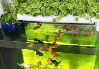 不插電過濾水魚缸能養魚嗎：不插電的魚缸可以養魚嗎古法養魚技巧古法養魚技巧