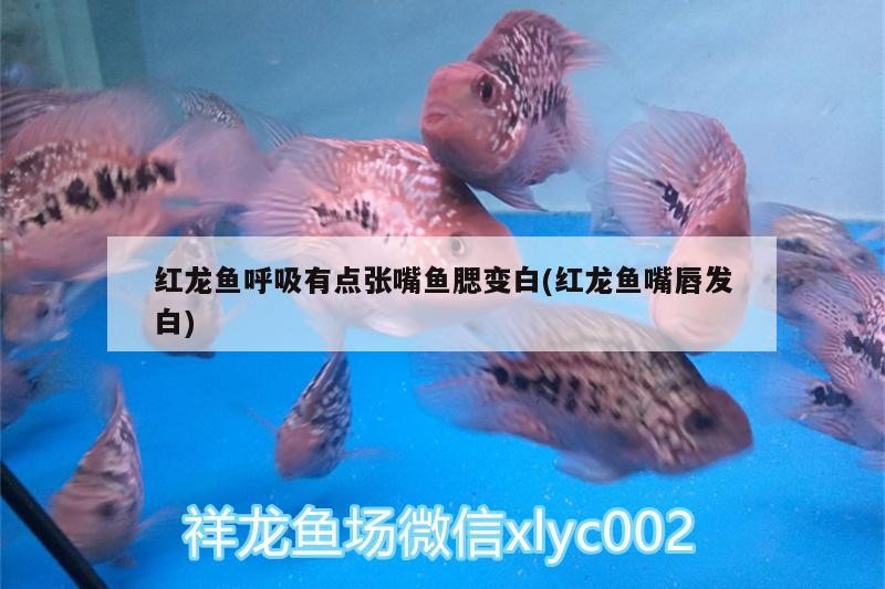 紅龍魚呼吸有點張嘴魚腮變白(紅龍魚嘴唇發白)