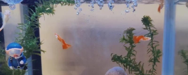 大魚缸換水多久換一次好一點：大魚缸換水的頻率并沒有固定標準，而是取決于多種因素