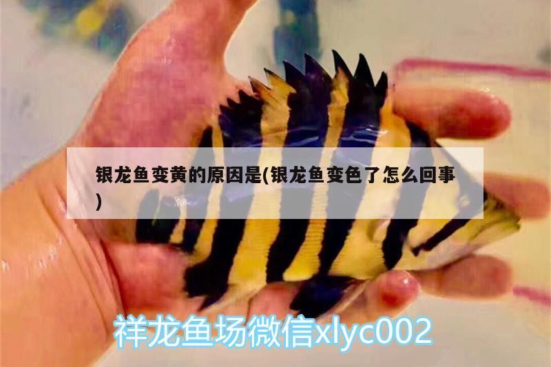 銀龍魚變黃的原因是(銀龍魚變色了怎么回事)