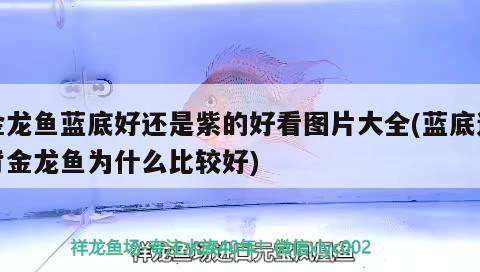 金龍魚藍底好還是紫的好看圖片大全(藍底過背金龍魚為什么比較好) 金龍魚藍底好還是紫的好看圖片大全(藍底過背金龍魚為什么比較好) 金龍魚百科
