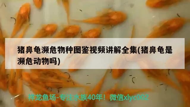 豬鼻龜瀕危物種圖鑒視頻講解全集(豬鼻龜是瀕危動(dòng)物嗎)