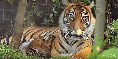 如何辨別蘇門答臘虎與：如何辨別蘇門答臘虎與印尼虎