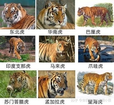 如何辨別蘇門答臘虎與：如何辨別蘇門答臘虎與印尼虎