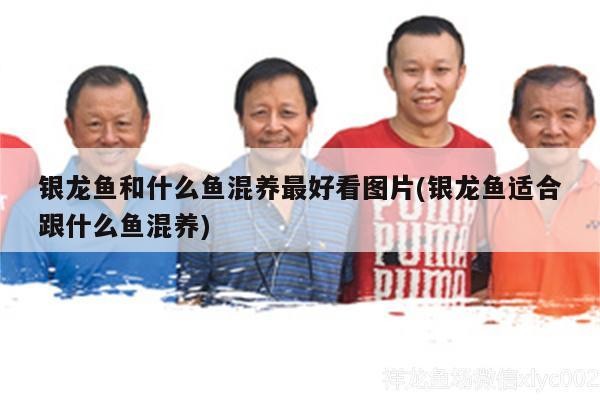 銀龍魚和什么魚混養最好看圖片(銀龍魚適合跟什么魚混養)