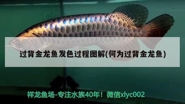 過背金龍魚發色過程圖解(何為過背金龍魚)