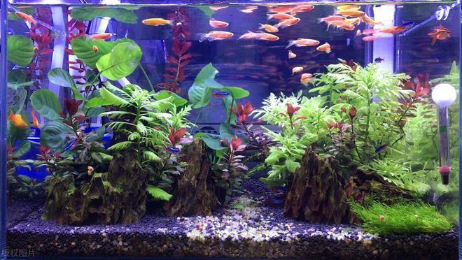 魚缸青苔怎么洗