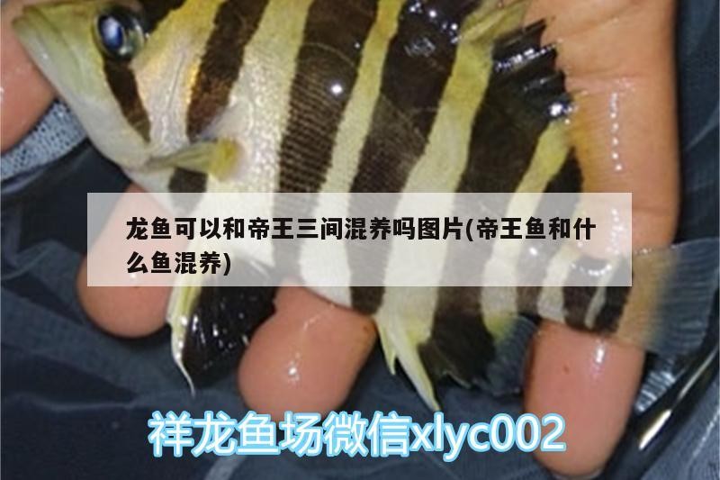 過背金龍魚什么時候發色最好（金龍魚怎樣養發色快呢）