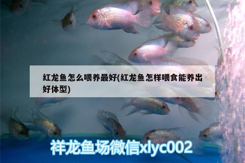 過背金龍魚什么時候發色最好（金龍魚怎樣養發色快呢）