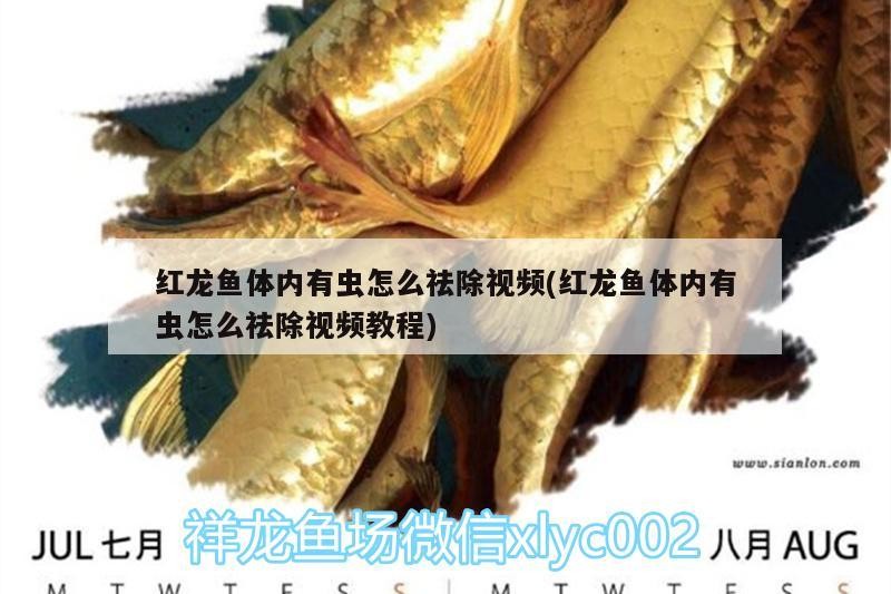 過背金龍魚什么時候發色最好（金龍魚怎樣養發色快呢）