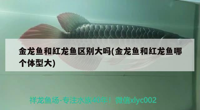 金龍魚和紅龍魚區別大嗎(金龍魚和紅龍魚哪個體型大)