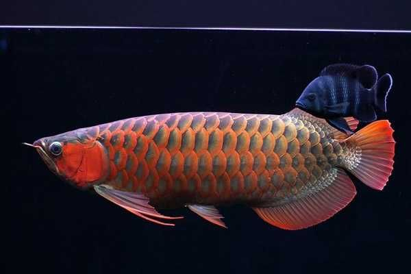 什么紅龍魚好養又好看：紅龍魚怎么養，紅龍魚飼養注意事項